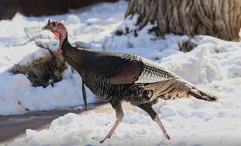 Merriam’s wild turkey- Meleagris gallopavo Sub species- Meleagris gallopavo merriami) Eamw birds,Geotagged,Meleagris gallopavo,Summer,United States,Wild turkey