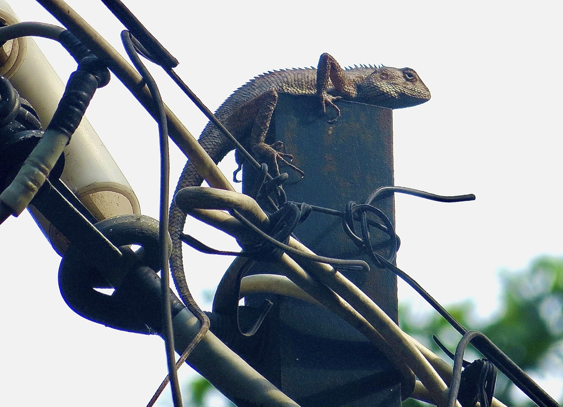 Oriental Garden Lizard - Calotes versicolor Found it in a Ho Chi Minh City suburb. Don&rsquo;t  really know how it got there.  Just hoped that it didn&rsquo;t electrocute itself .                           Calotes versicolor,Geotagged,Oriental garden lizard,Spring,Vietnam