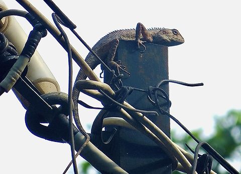 Oriental Garden Lizard - Calotes versicolor Found it in a Ho Chi Minh City suburb. Don’t  really know how it got there.  Just hoped that it didn’t electrocute itself .                           Calotes versicolor,Geotagged,Oriental garden lizard,Spring,Vietnam