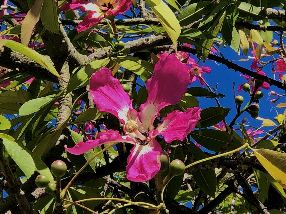 Ceiba lupuna Ceiba lupuna (also called the lupuna tree, among many other common names) is a deciduous tree native to South America. It has a straight trunk and a rounded crown. Its bark is grey-brown and scaly, and its leaves are compound and arranged in whorls. It is found in tropical and subtropical dry forests.Often used as an ornamental plant.<br />
<br />
www.selinawamucii.com California,Ceiba lupuna,Eamw flora,Geotagged,Summer,USA,United States