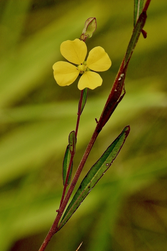 Seedbox - Ludwigia alternifolia  Eamw flora,Florida,Geotagged,Ludwigia  alternifolia,Ludwigia alternifolia,Orlando,Summer,United States
