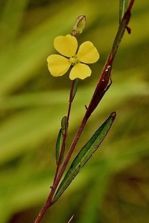 Seedbox - Ludwigia alternifolia Eamw flora,Florida,Geotagged,Ludwigia alternifolia,Ludwigia alternifolia,Orlando,Summer,United States