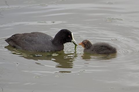 Eurasian Coot - Fulica atra Little one , come and eat your vegetables. Australia,Eamw birds,Eurasian coot,Fulica atra,Geotagged,Mornington peninsula vic,Spring