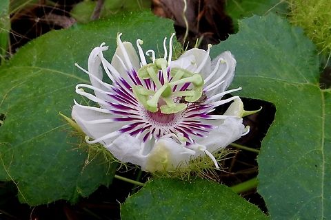 Stinking passionflower - Passiflora foetida A cultivar ( I think) gone wild in many tropical areas. Eamw flora,Geotagged,Passiflora foetida,Spring,Stinking Passionflower,Vietnam