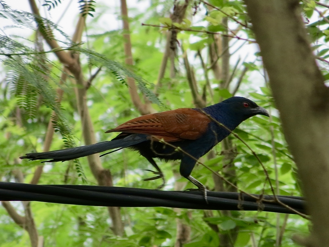 Greater coucal  -Centropus sinensis                                 Centropus sinensis,Eamw birds,Geotagged,Greater Coucal,Spring,Vietnam