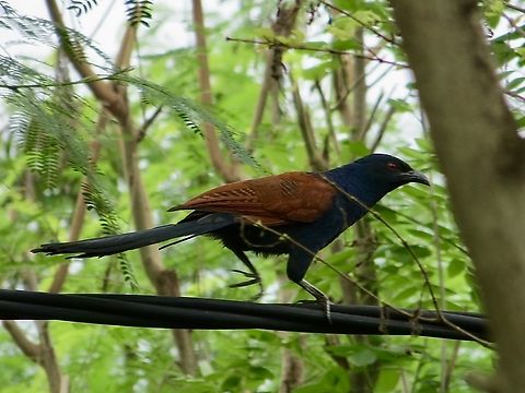Greater coucal  -Centropus sinensis                                 Centropus sinensis,Eamw birds,Geotagged,Greater Coucal,Spring,Vietnam