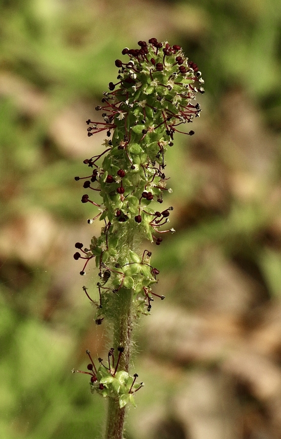 Bidibid - Acaena splendens  Acaena splendens,Australia,Eamw flora,Geotagged,Mount Billy Conservation Park,Spring
