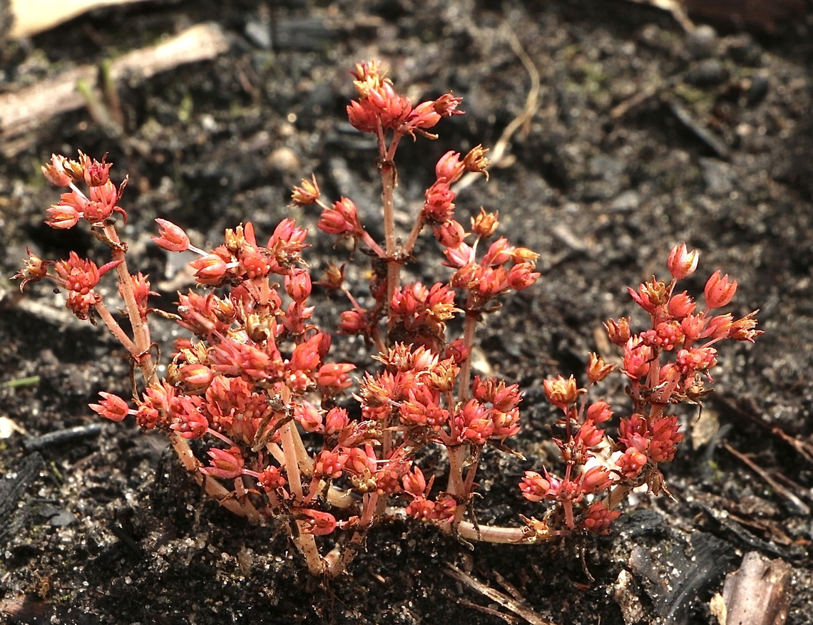 Stalked Crassula - Crassula closiana  Australia,Crassula closiana,Eamw flora,Geotagged,Mount Billy Conservation Park,Spring