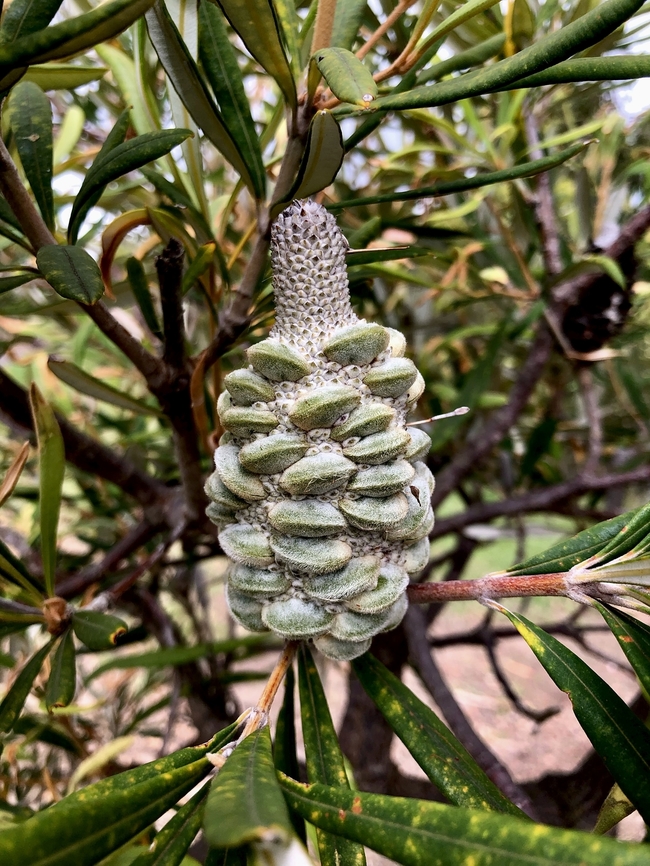 Coastal Banksia - Banksia integrifolia Unripe seed cone. Used as ornamental plantings in South Australia. Australia,Banksia integrifolia,Coast banksia,Eamw Banksias,Eamw flora,Encounter Bay SA,Geotagged,Spring