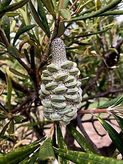 Coastal Banksia - Banksia integrifolia Unripe seed cone. Used as ornamental plantings in South Australia. Australia,Banksia integrifolia,Coast banksia,Eamw Banksias,Eamw flora,Encounter Bay SA,Geotagged,Spring