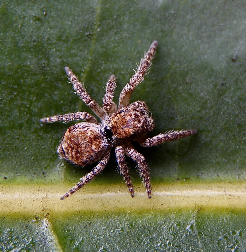 Shaggy Servaea - Servaea villosa  Australia,Eamw spiders,Encounter Bay SA,Geotagged,Servaea villosa,Winter