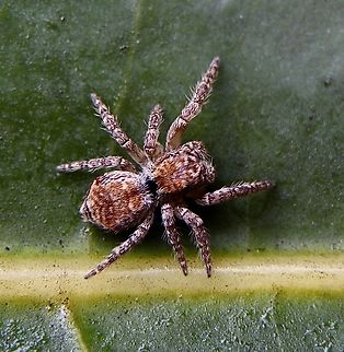 Shaggy Servaea - Servaea villosa  Australia,Eamw spiders,Encounter Bay SA,Geotagged,Servaea villosa,Winter