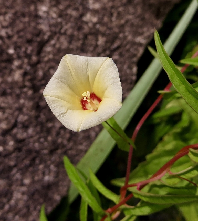 Narrow-leaved Merremia  - Xenostegia tridentata                                 Eamw flora,Geotagged,Spring,Vietnam,Xenostegia tridentata