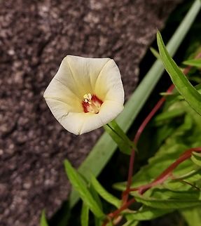 Narrow-leaved Merremia  - Xenostegia tridentata                                 Eamw flora,Geotagged,Spring,Vietnam,Xenostegia tridentata
