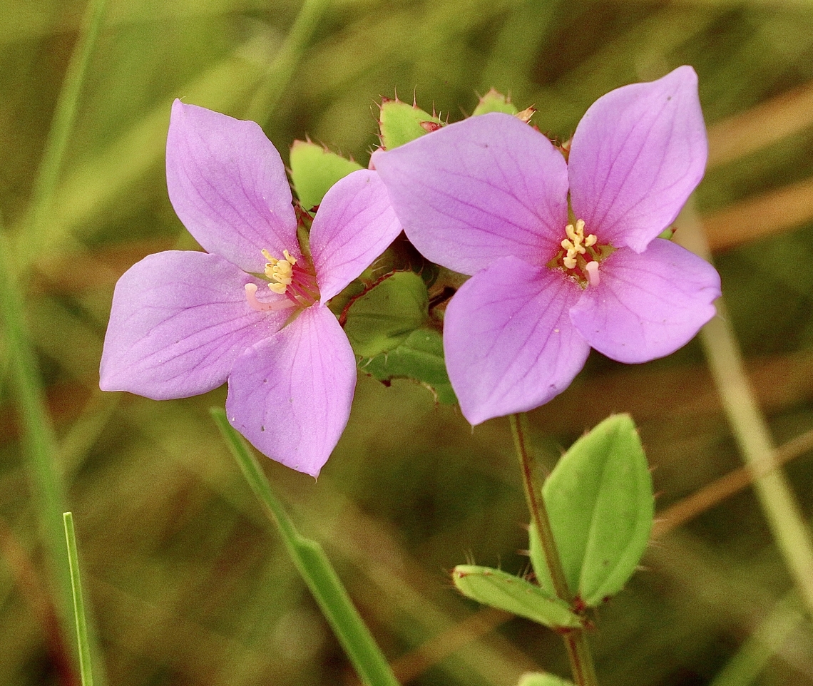 Short-stemmed Meadowbeauty - Rhexia petiolata  Eamw flora,Florida,Geotagged,Orlando,Rhexia petiolata,Short-stemmed Meadowbeauty,Summer,United States