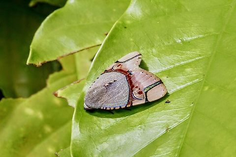 Moth - Ramadasa pavo  Eamw moth,Geotagged,Ramadasa,Ramadasa pavo,Summer,Vietnam