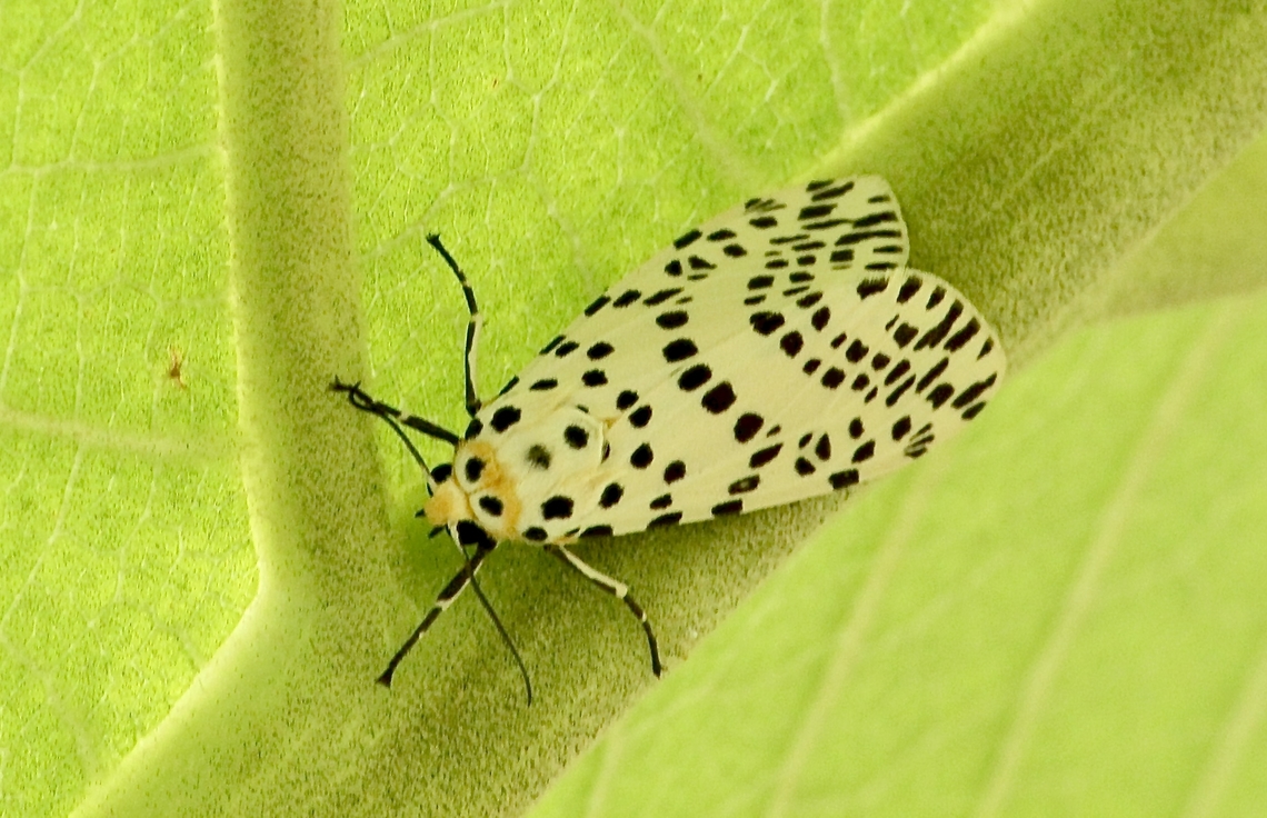 Moth - Juxtarctia multiguttata  Eamw moth,Geotagged,Juxtarctia,Juxtarctia multiguttata,Summer,Vietnam