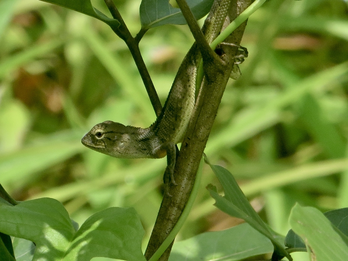 Oriental Garden Lizard - Calotes versicolor                                 Calotes versicolor,Eamw reptiles,Geotagged,Oriental garden lizard,Summer,Vietnam