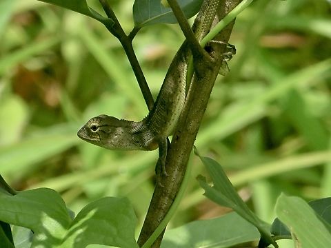 Oriental Garden Lizard - Calotes versicolor                                 Calotes versicolor,Eamw reptiles,Geotagged,Oriental garden lizard,Summer,Vietnam