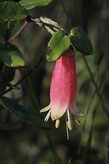 Common Correa - Correa reflexa  Australia,Common Correa,Correa reflexa,Geotagged,Winter