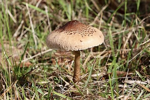 Parasol mushroom- Macrolepiota  clelandii  Australia,Eamw fungi,Geotagged,Macrolepiota clelandii,Mount Billy Conservation Park,Parasol,Slender Parasol,Winter