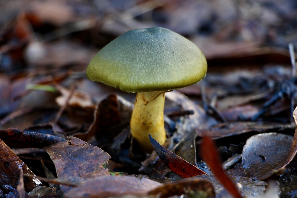 Green skin-head - Cortinarius austrovenutus  Cortinarius austrovenetus,EW cortinarius,Eamw fungi,Green skin-head,Spring Mount Conservation Park South SA