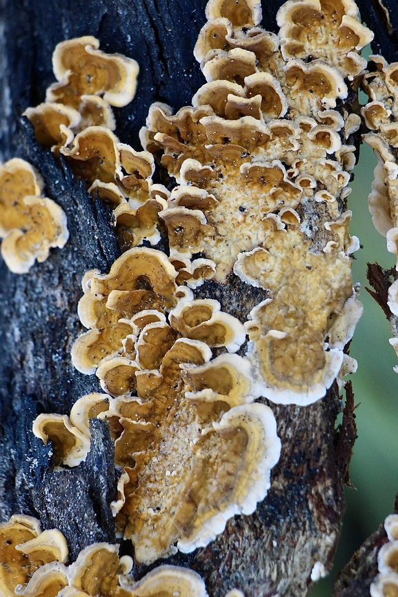 Hairy Curtain Crust - Stereum hirsutum  Australia,Eamw fungi,Geotagged,Hairy Curtain Crust,Hindmarsh valley,Mount Billy Conservation Park,Stereum hirsutum,Winter