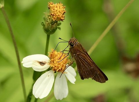 Ocola Skipper - Panoquina ocola  Eamw butterflies,Florida,Geotagged,Ocola skipper,Panoquina ocola,Summer,United States,eamw skippers