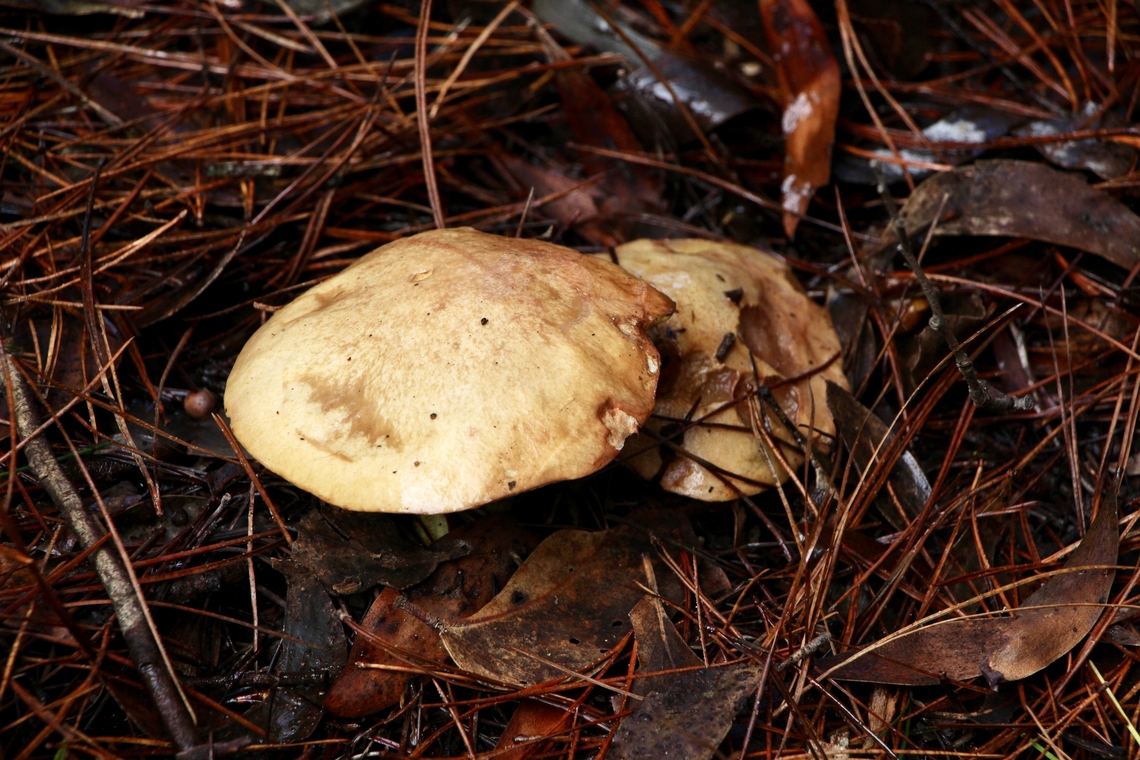 Slippery Jack - Suillus luteus  Australia,Eamw fungi,Geotagged,Hindmarsh valley,Slippery jack,Suillus luteus,Winter