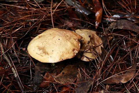 Slippery Jack - Suillus luteus  Australia,Eamw fungi,Geotagged,Hindmarsh valley,Slippery jack,Suillus luteus,Winter