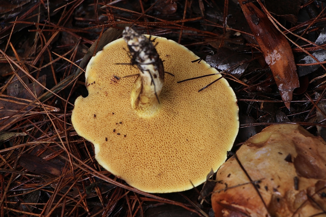 Pore surface of Fat Jack -Suillus caerulescens  Australia,Eamw bolete,Eamw fungi,Geotagged,Hindmarsh valley,Mount Billy Conservation Park,Suillus caerulescens,Winter