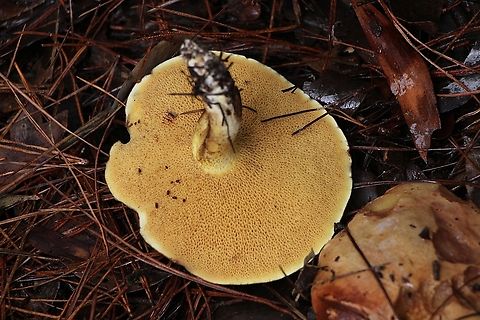 Pore surface of Fat Jack -Suillus caerulescens  Australia,Eamw bolete,Eamw fungi,Geotagged,Hindmarsh valley,Mount Billy Conservation Park,Suillus caerulescens,Winter