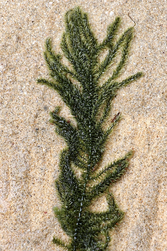 Caulerpa flexilis A species of seaweed ,common around Australian coast. Australia,Caulerpa flexilis,Eamw seaweed,Encounter Bay SA,Geotagged,Winter