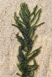 Caulerpa flexilis A species of seaweed ,common around Australian coast. Australia,Caulerpa flexilis,Eamw seaweed,Encounter Bay SA,Geotagged,Winter