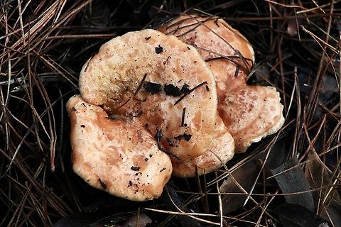 Saffron Milkcap - Lactarius deliciosus  Australia,Eamw fungi,Geotagged,Lactarius deliciosus,Saffron milk cap,Spring Mount Conservation Park South,Winter