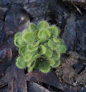 Sundew - Drosera aberrans  Australia,Drosera aberrans,Eamw sundews,Geotagged,Spring Mount Conservation Park South,Winter