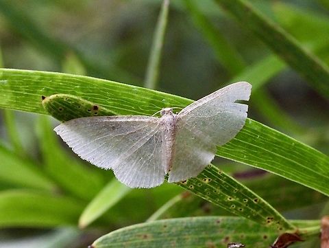 Native Cranberry Moth - Poecilasthena pulchraria  Australia,Eamw moth,Geotagged,Native Cranberry Moth,Poecilasthena ew,Poecilasthena pulchraria,Spring