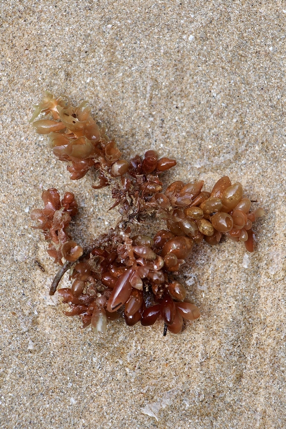 Seaweed - Botryocladia sonderi Washed up on the beach. Australia,Botryocladia sonderi,Eamw seaweed,Encounter Bay SA,Geotagged,Winter