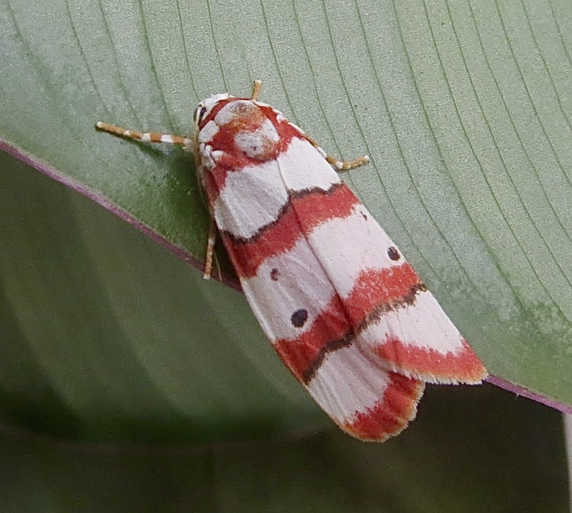 Cyana indosinica.  Cyana,Cyana indosinica,Eamw moth,Geotagged,Summer,Vietnam