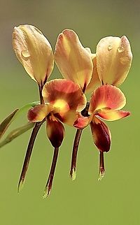 Eastern wallflower orchid -  Diuris orientis  Aldinga scrub conservation park,Diuris orientis,Eamw flora,Eamw orchids,Eastern wallflower orchid,Spring