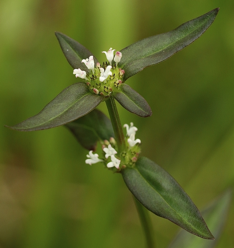 Woodland False Buttonweed      -   Spermacoce remota  Eamw flora,Geotagged,Orlando,Spermacoce remota,Summer,United States,Woodland false buttonweed