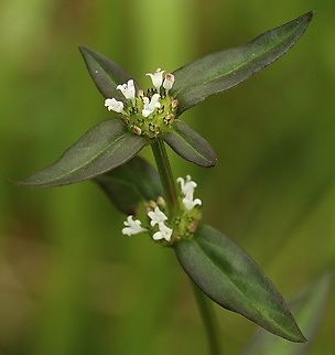 Woodland False Buttonweed - Spermacoce remota Eamw flora,Geotagged,Orlando,Spermacoce remota,Summer,United States,Woodland false buttonweed