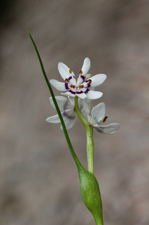 Early Nancy - Wurmbea dioica  Australia,Eamw flora,Early Nancy,Geotagged,Gnarwarre,Winter,Wurmbea dioica