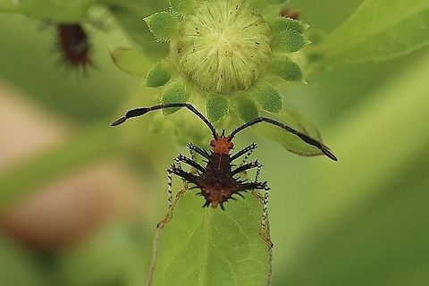 Helmeted Squash Bug - Euthochtha galeator Not sure but could be 2nd instar. Eamw leaf-footed bugs,Euthochtha galeator,Geotagged,Helmeted Squash Bug,Orlando,Summer,United States