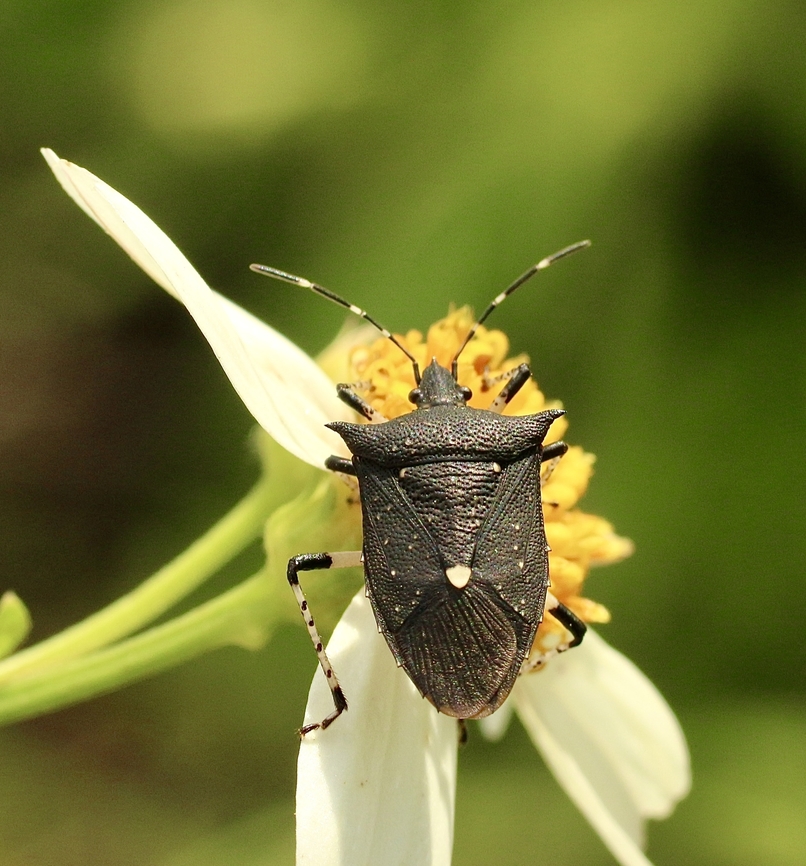 Black stink bug - Proxys punctulatus  Eamw stink bugs,Geotagged,Orlando,Proxys punctulatus,Summer,United States
