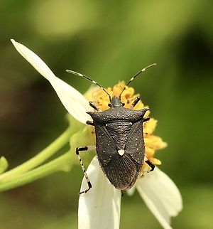 Black stink bug - Proxys punctulatus  Eamw stink bugs,Geotagged,Orlando,Proxys punctulatus,Summer,United States