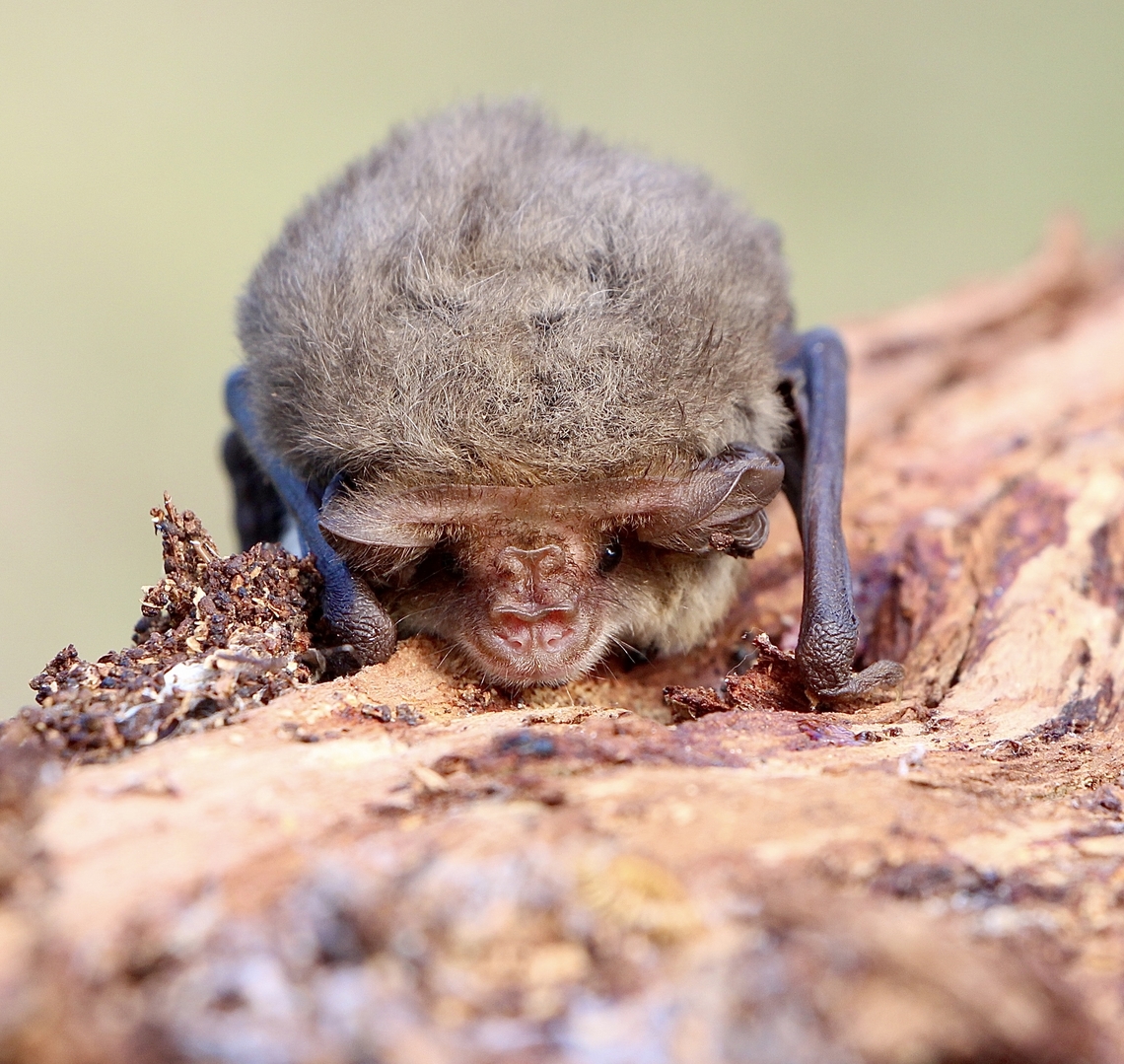 Lesser Long-eared Bat - Nyctophilus geoffroyi Accidentally exposed under eucalyptus bark whilst searching for spiders. It was obviously hibernating and I put it back securely. Australia,Eamw bats,Geotagged,Nyctophilus geoffroyi,Waitpinga SA,Winter