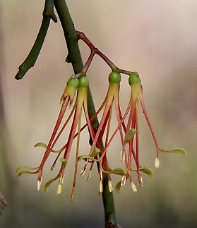 Wireleaf Mistletoe - Amyema preissii  Amyema preissii,Australia,Eamw Flora,Eamw mistletoe,Geotagged,Newland head conservation park SA,Winter,Wireleaf Mistletoe