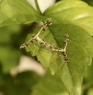 Fire-flag Plume Moth - Sphenarches anisodactylus Procreating Australia,Eamw moth,Encounter Bay SA,Fall,Fire-flag Plume Moth,Geotagged,Sphenarches anisodactylus,Sphenarches ew