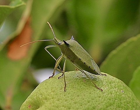 Spined Citrus Bug - Biprorulus bibax It is my lemon ,so stay away. Australia,Biprorulus bibax,Camden NSW,Eamw shield bugs,Geotagged,Spined Citrus Bug,Summer